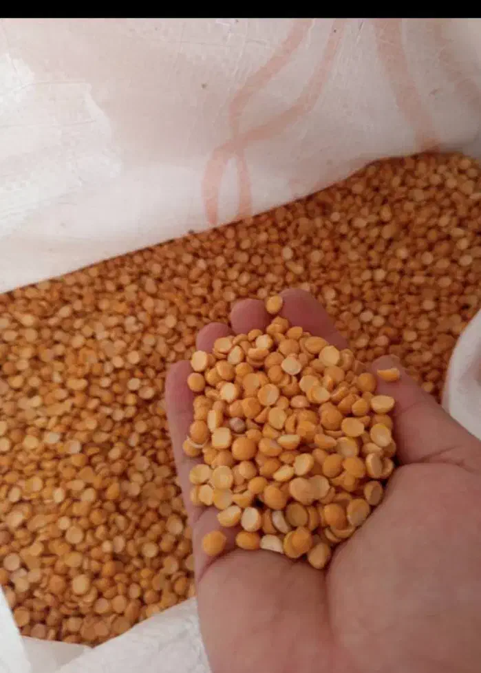 حبوبات|خوردنی و آشامیدنی|شیراز, میانرود|دیوار