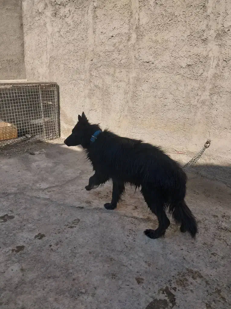 سگ ژرمن بلک|سگ|باقرشهر, |دیوار