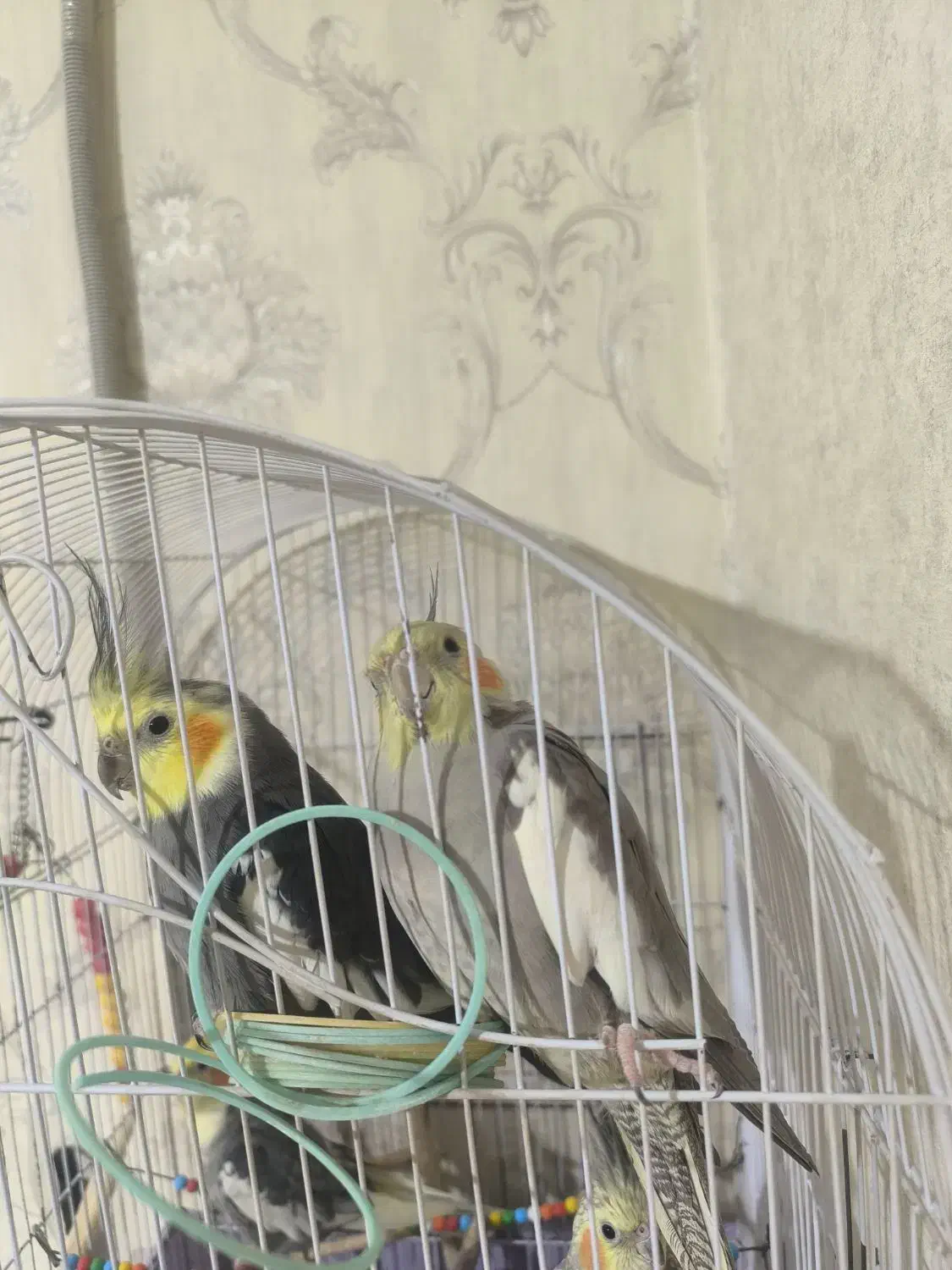 عروس هلندی|پرنده|پاکدشت, پاکدشت (مامازند)|دیوار