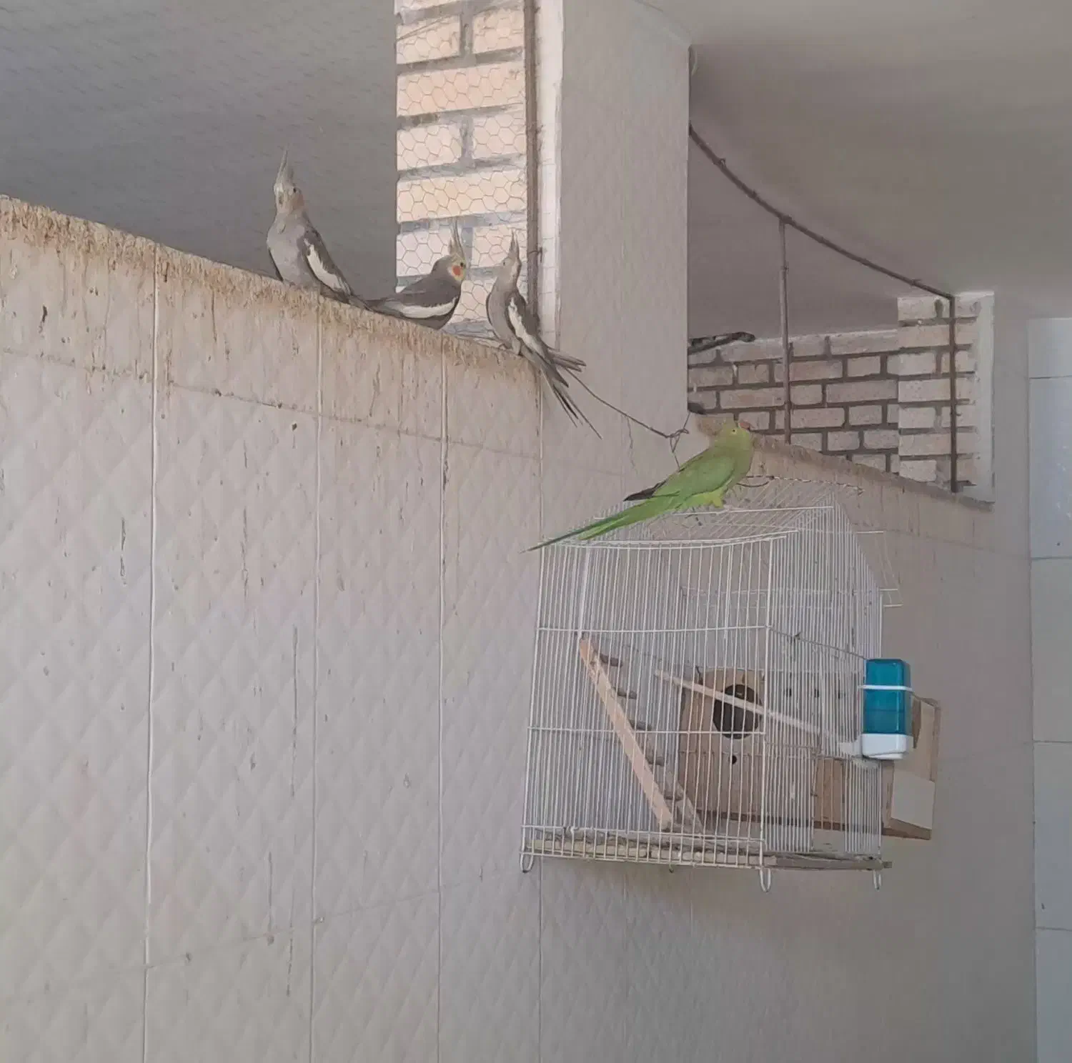 عروس هلندی|پرنده|خرمشهر, |دیوار