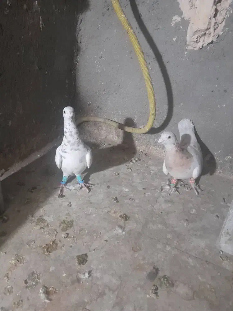 کفتررنگه|پرنده|مشهد, کشف|دیوار