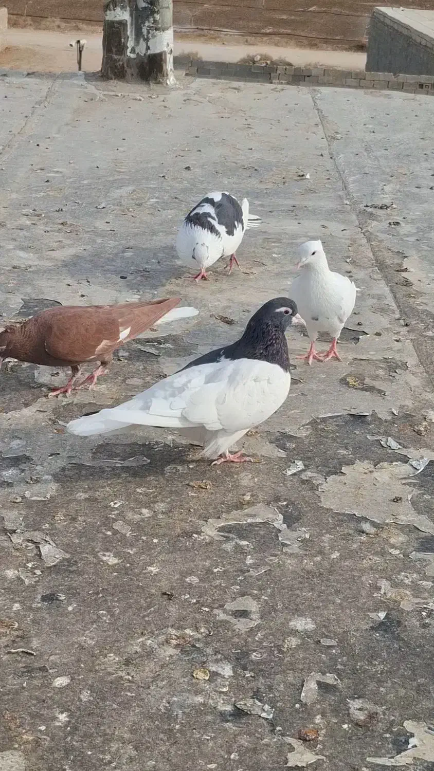 چپ سیاه|حیوانات|بجنورد, |دیوار