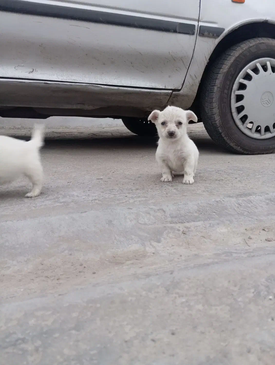 توله سگ|سگ|گنبد کاووس, |دیوار