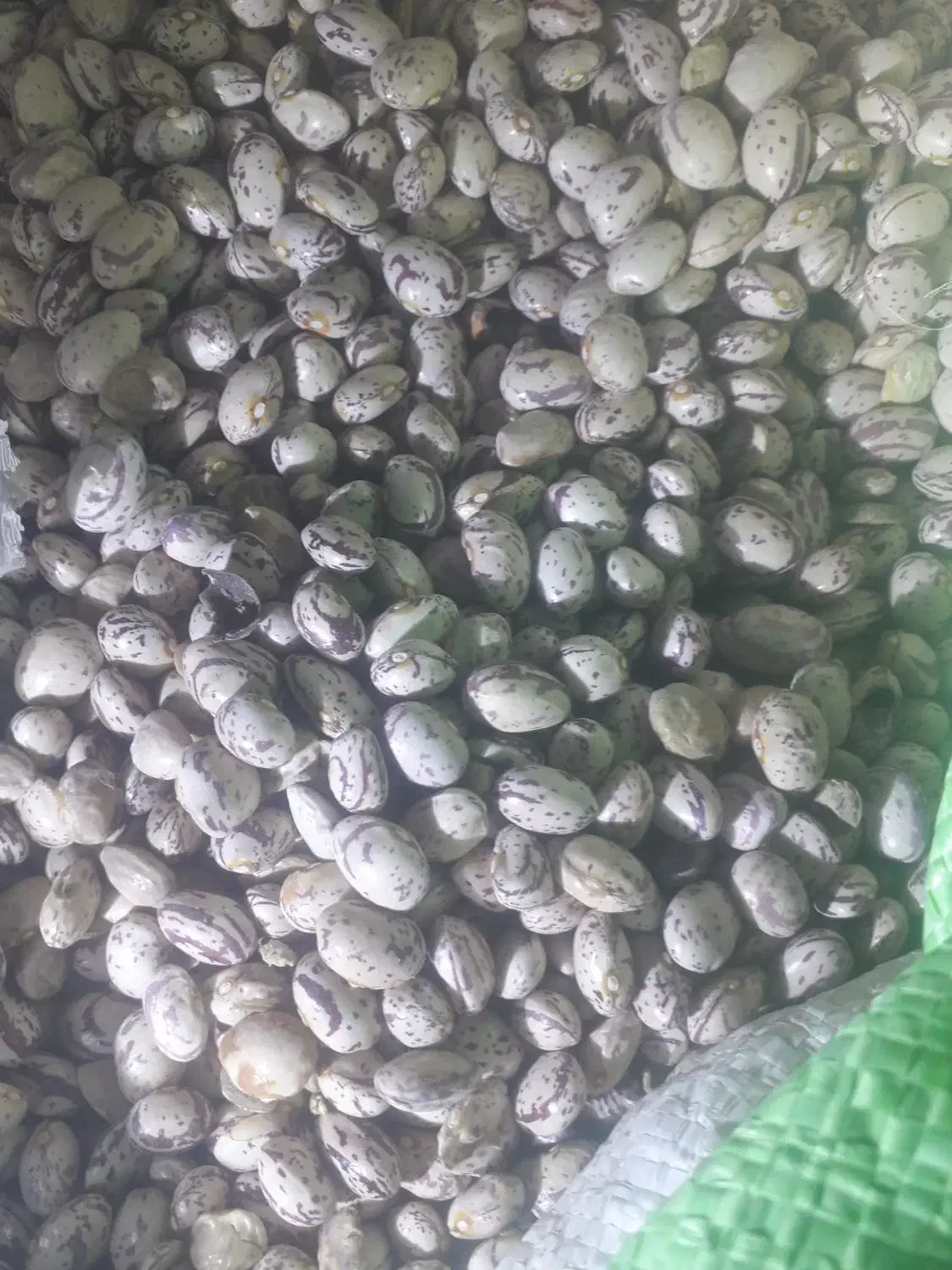 فروش لوبیا چیتی|عمدهفروشی|دامغان, |دیوار