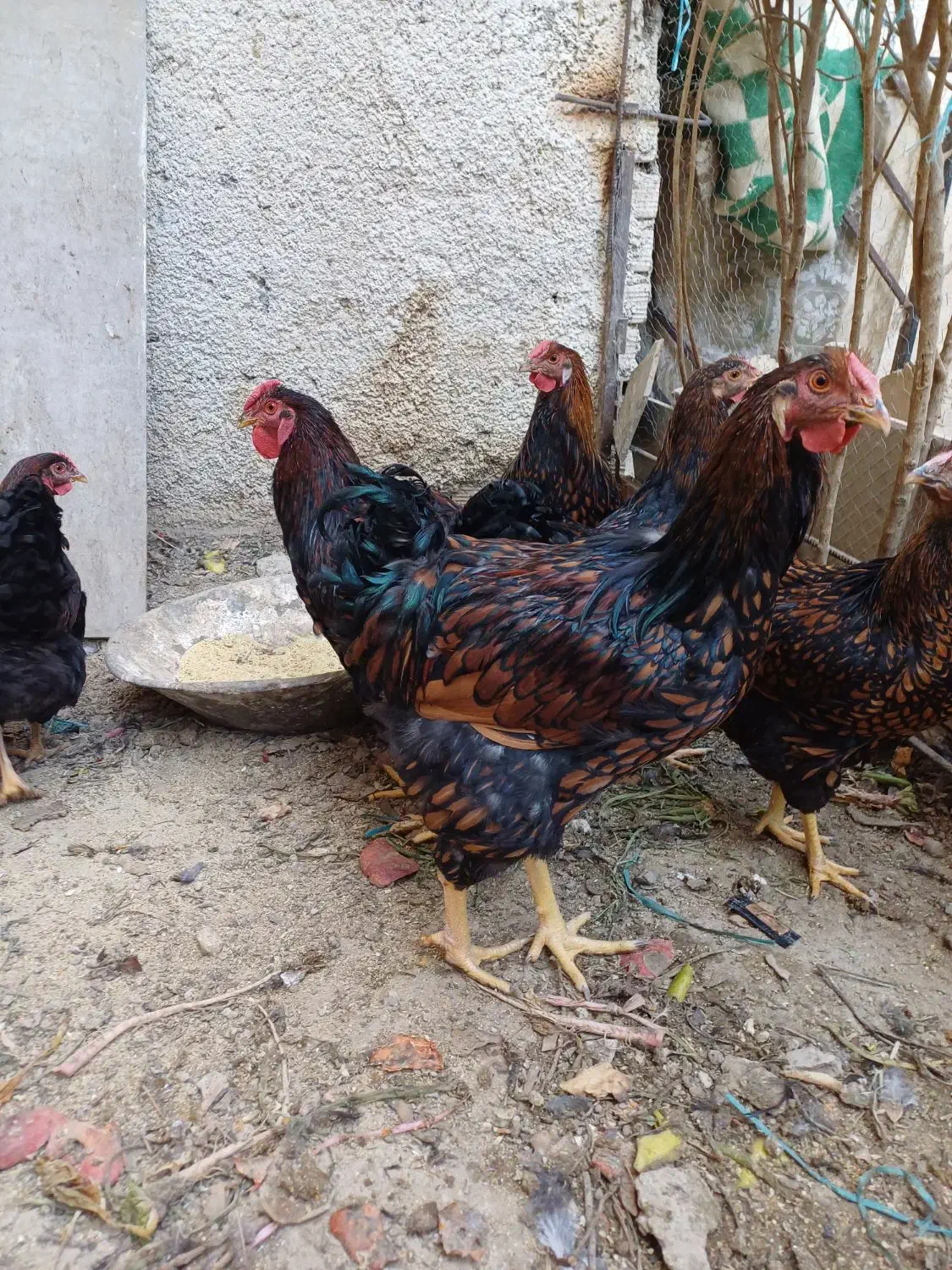 مرغ خروس زینتی ویاندوت|حیوانات مزرعه|کرج, اخترآباد|دیوار