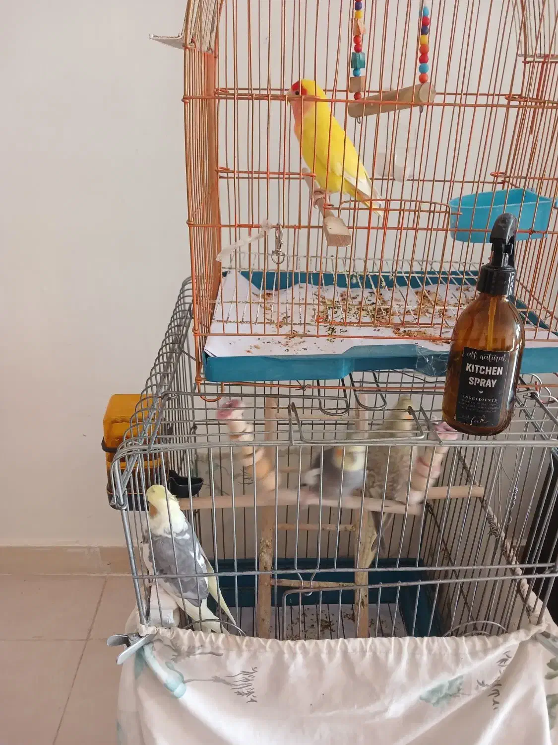 عروس هلندی.وطوطی برزیلی|پرنده|محمدیه-قزوین, |دیوار