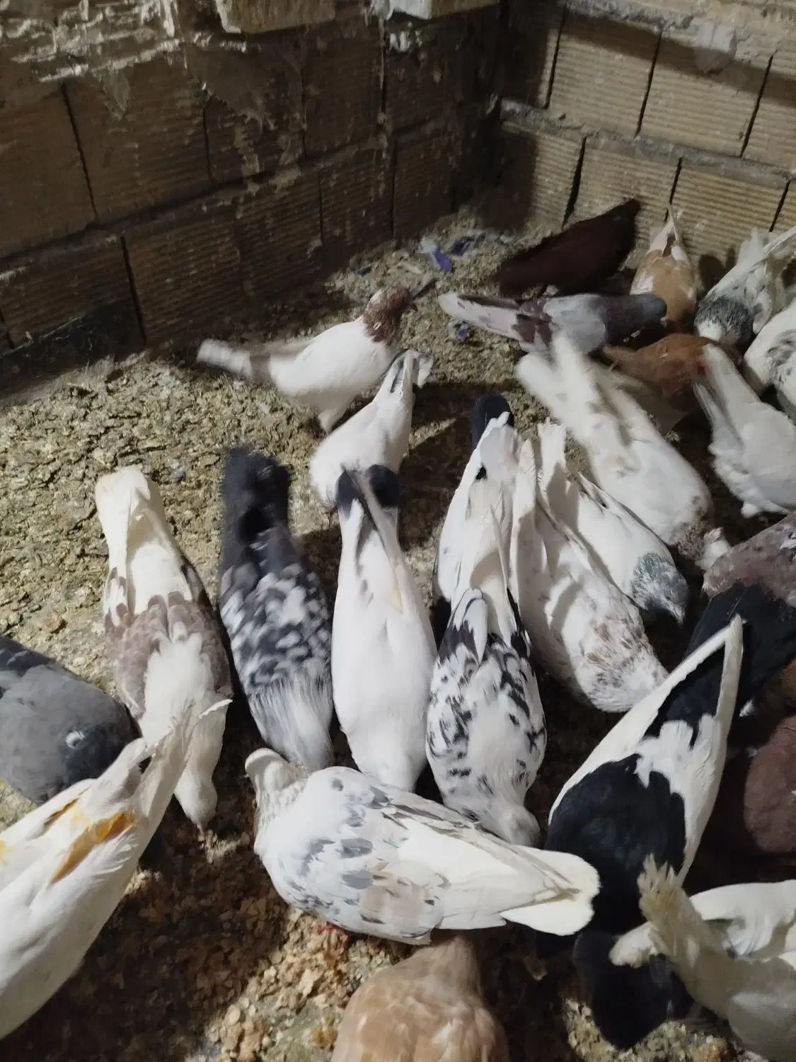 کبوتر|پرنده|بروجرد, |دیوار