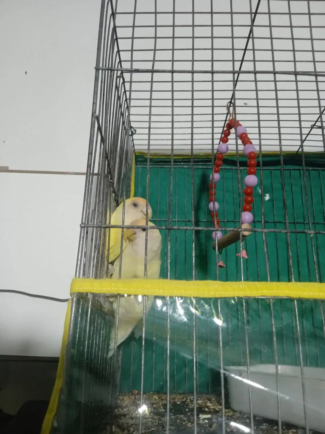 کوتوله به شرط تخم جوجه|پرنده|ارزوئیه, |دیوار