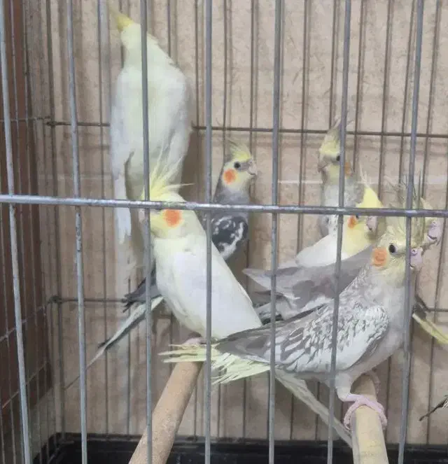 عروس هلندی های ماده|پرنده|قم, شاه سید علی|دیوار