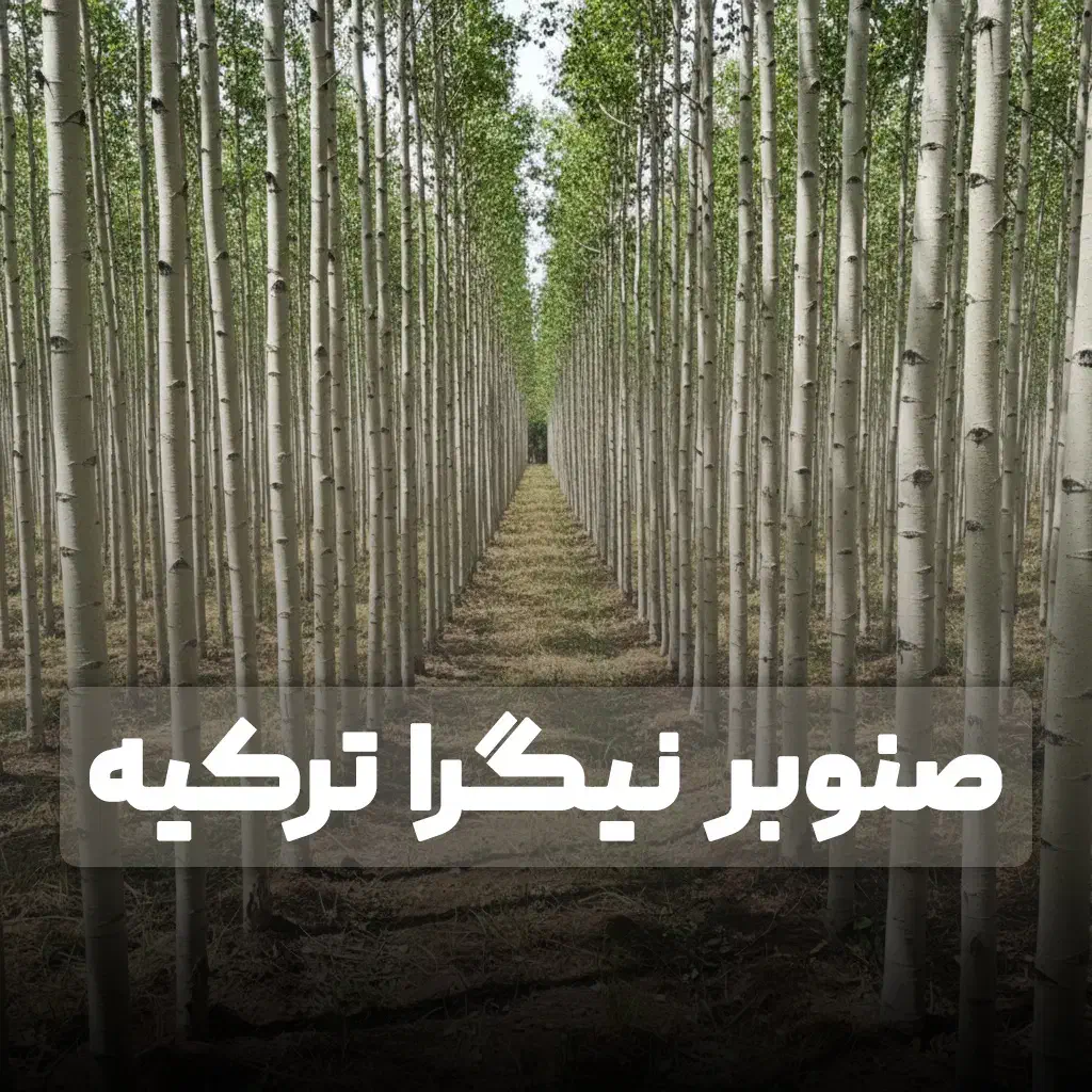 فروش نهال صنوبر نیگرا ترکیه با کیفیت صادراتی|خدمات باغبانی و درختکاری|قائم‌شهر, |دیوار