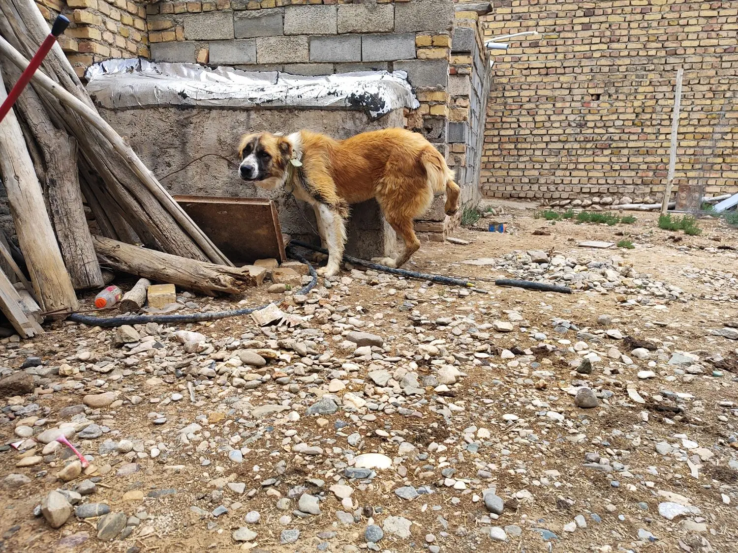 سگ گله‌ای|سگ|سجاس رود, |دیوار