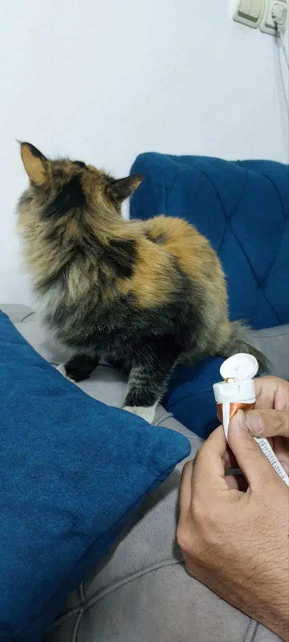 گربه پیدا کردم|گربه|مشهد, ادیب نیشابوری (شهرک غرب)|دیوار