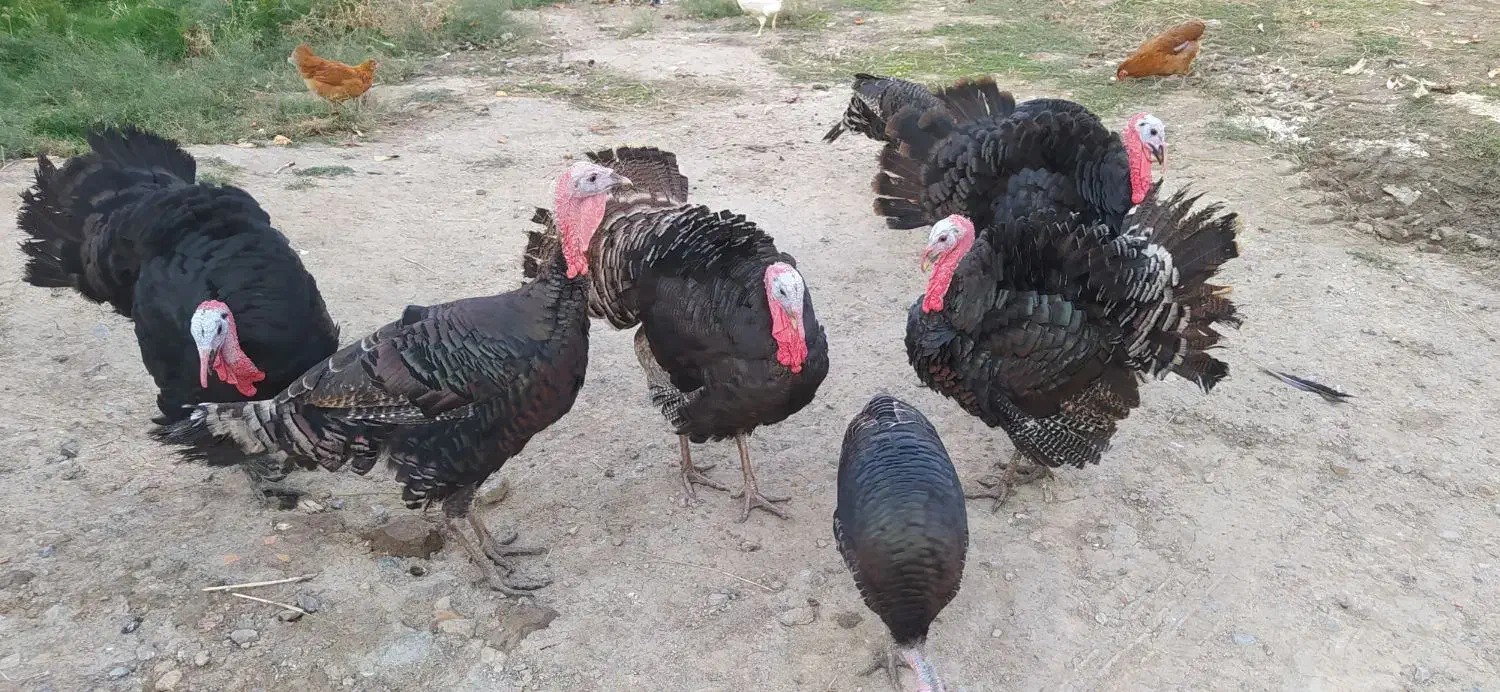 بوقلمون محلی صحیح وسالم|حیوانات مزرعه|گرگان, |دیوار