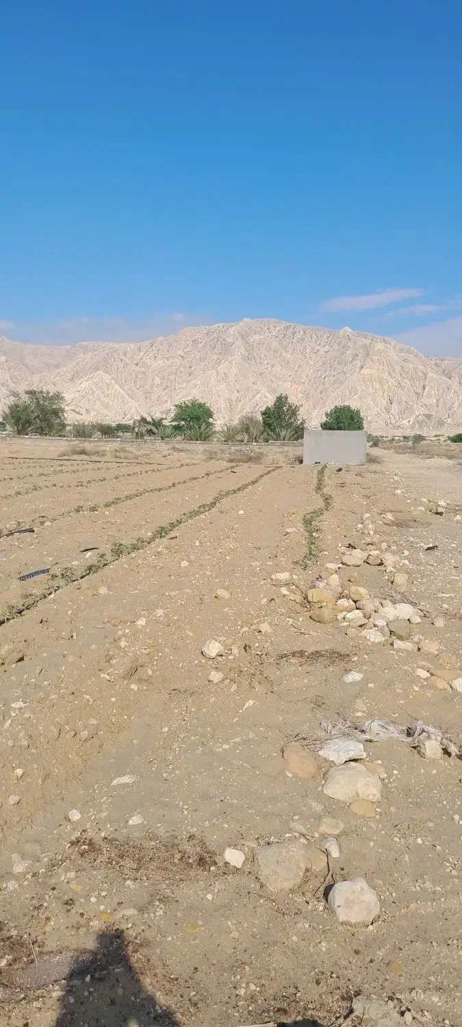 فروش زمین باغی 7000متر|فروش دفتر صنعتی، کشاورزی، تجاری|بندر دیر, |دیوار