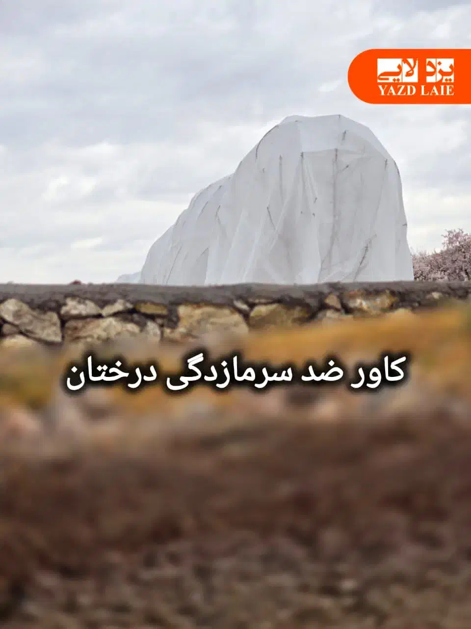 وکاور کشاورزی  فوم ضد سرمازدگی و ضد گرما زدگی|خدمات باغبانی و درختکاری|ارسنجان, |دیوار
