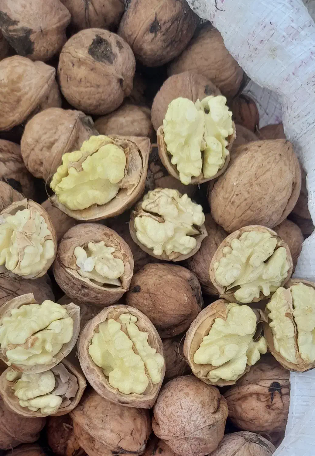 گردوی سفیدمغز درجه یک|حراج|آذرشهر, |دیوار