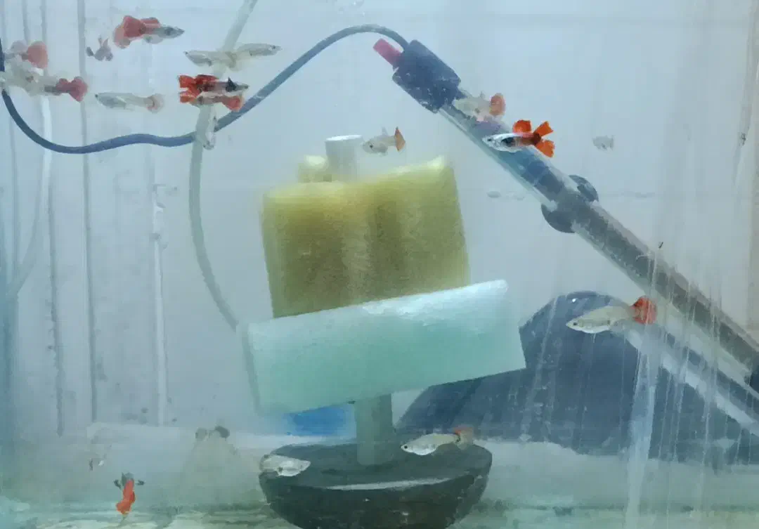 ماهی گوپی دامبو ردتیل با بهترین گرید و کیفیت|ماهی|پاکدشت, پاکدشت (مامازند)|دیوار