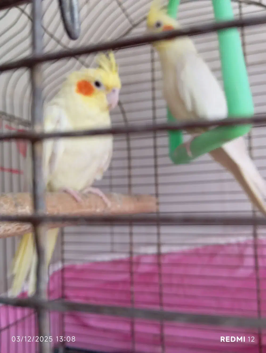 دو عدد عروس هلندی ماده به شرط سلامت|پرنده|صومعهسرا, |دیوار