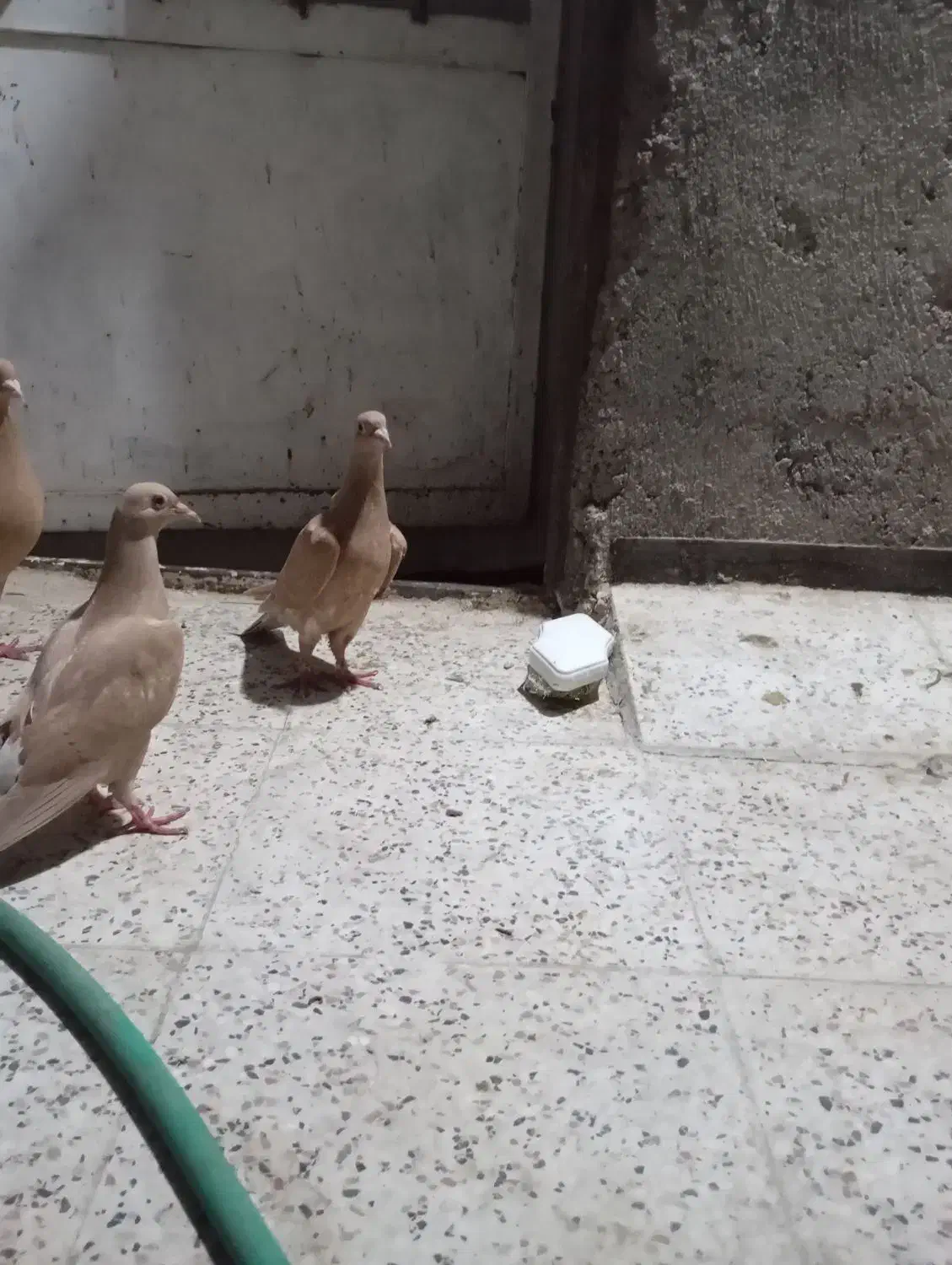 جوجه زرد کرمونی|پرنده|مشهد, شهید قربانی|دیوار