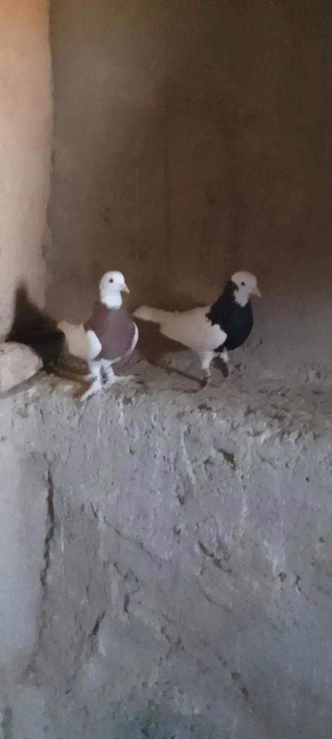 جفت طوقی نر|پرنده|زهک, |دیوار