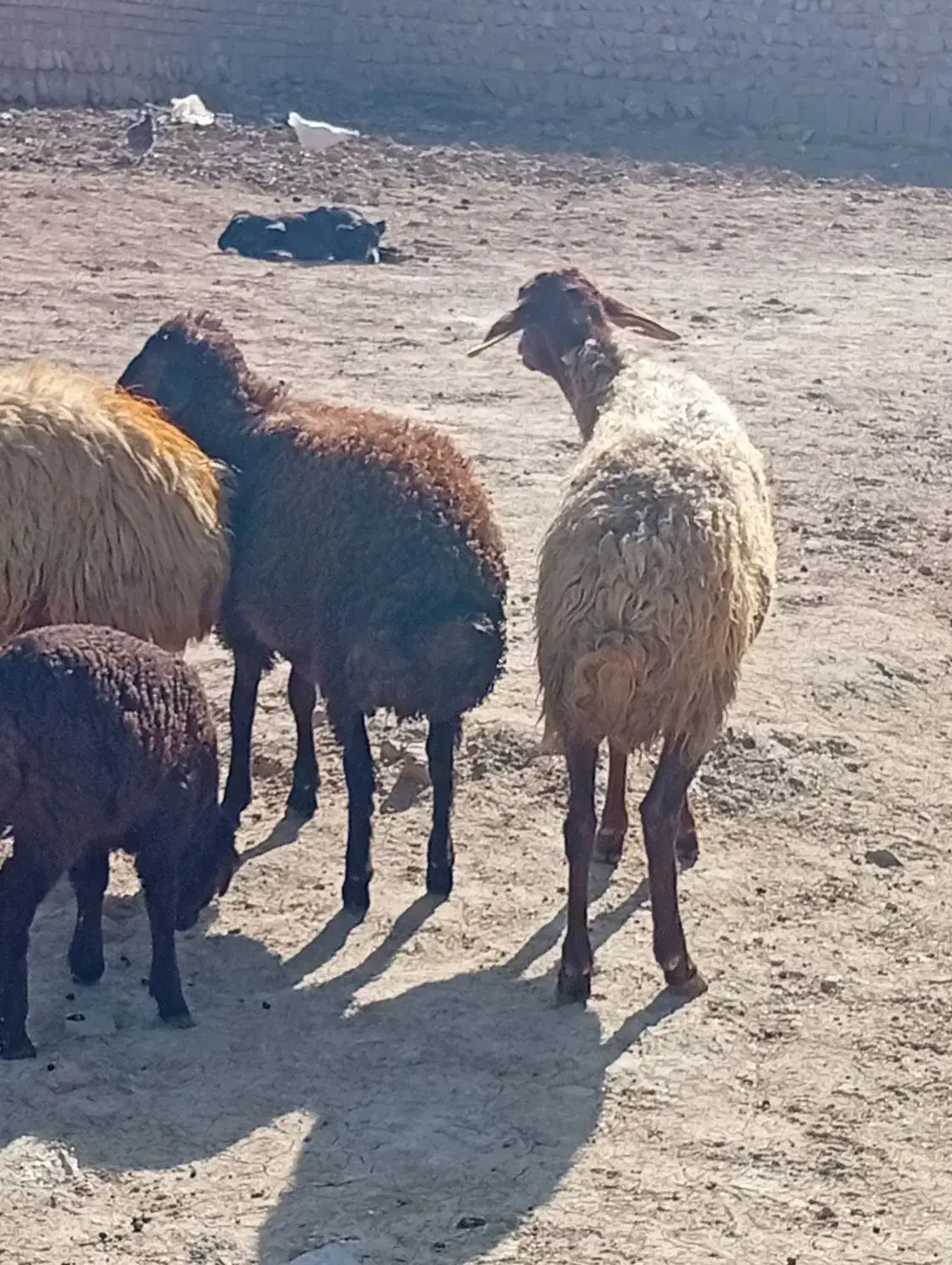 میش و بره|حیوانات مزرعه|کوهدشت, |دیوار