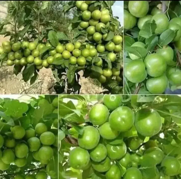 فرصت ویژه خرید وکاشت نهال|خدمات باغبانی و درختکاری|بوئین زهرا, |دیوار