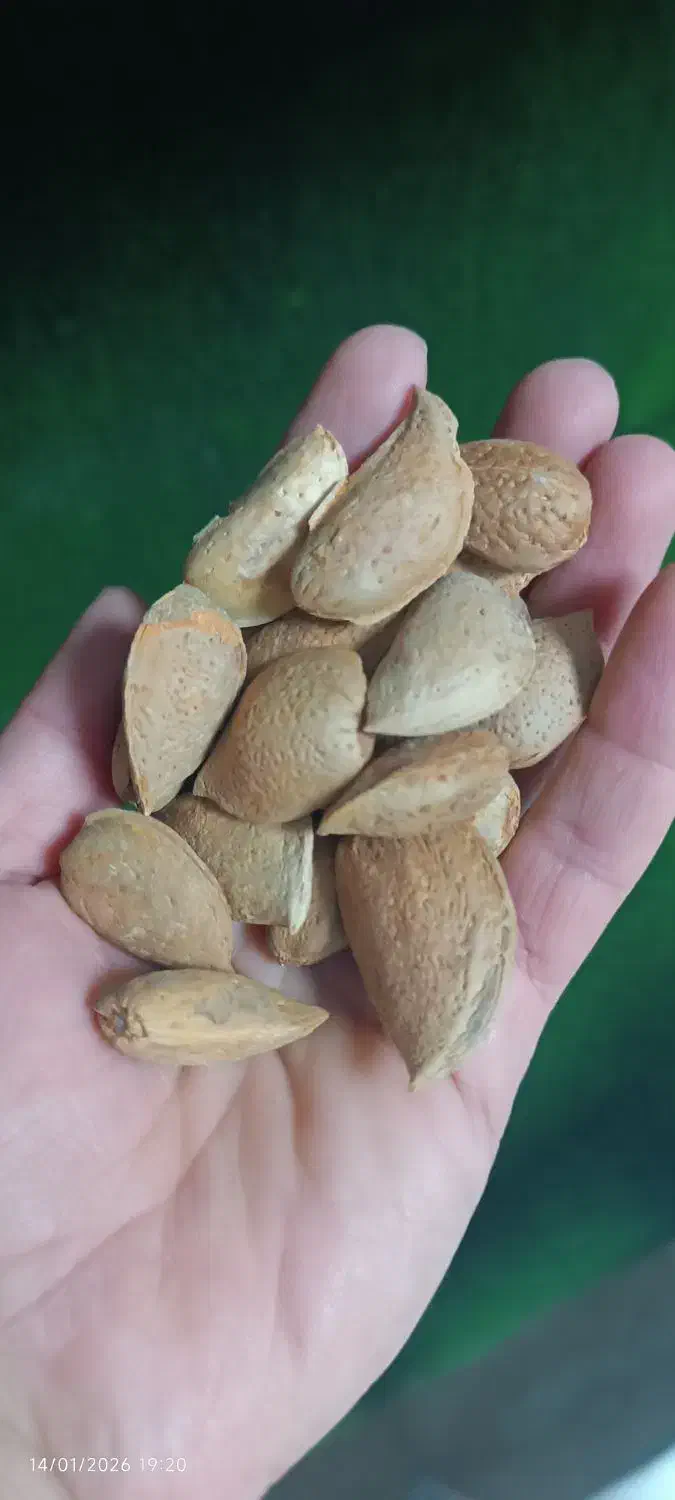 بادام انزل|عمده‌فروشی|انزل, |دیوار