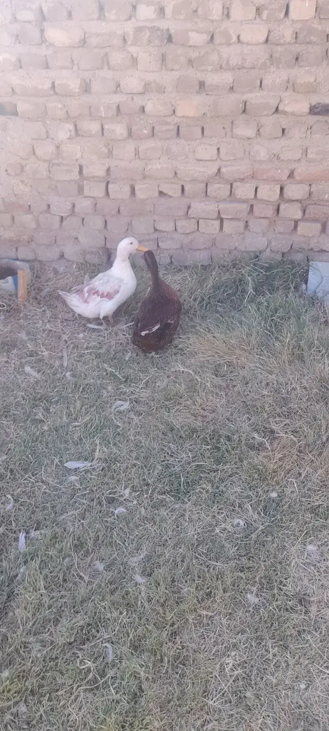 غاز واردک|حیوانات مزرعه|بروجرد, |دیوار