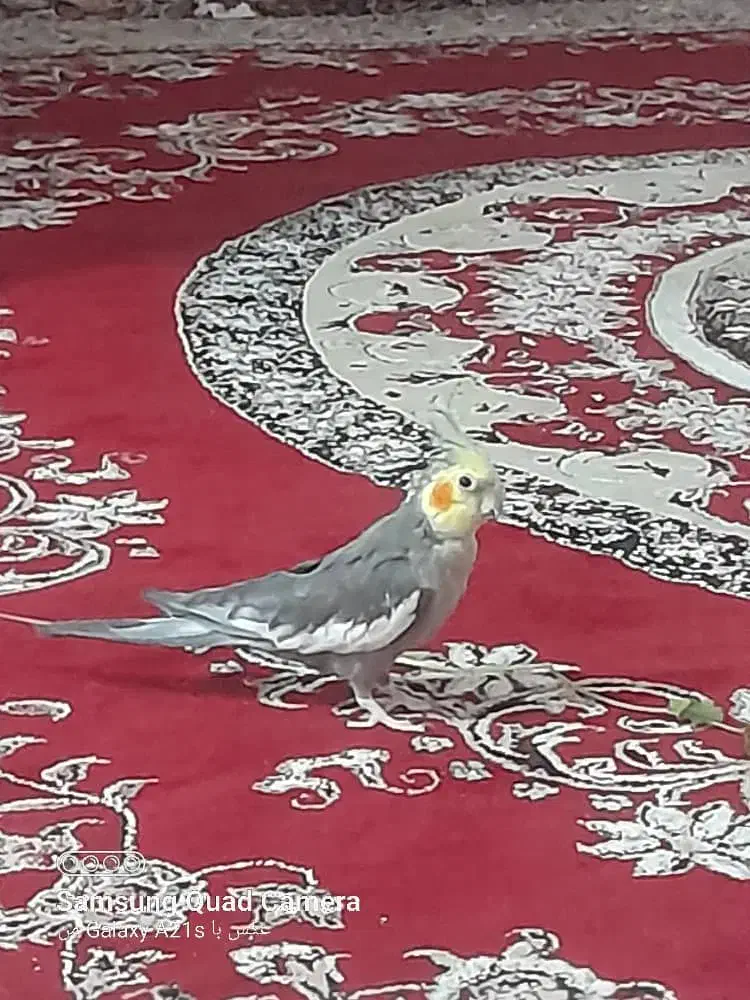 عروس هلندی نر|پرنده|اقبالیه, |دیوار