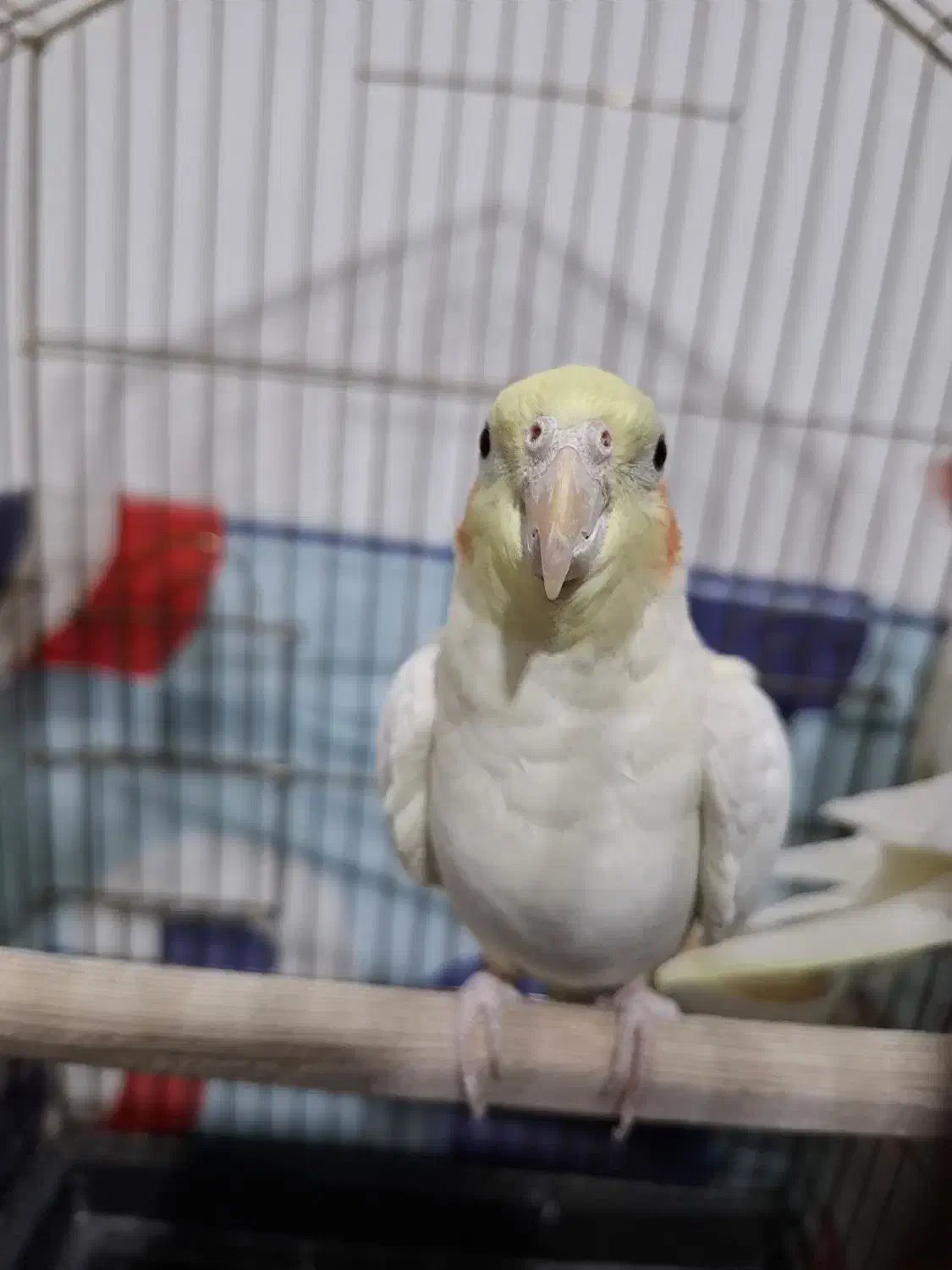 فروش عروس هلندی نر / مست|پرنده|خنداب, |دیوار