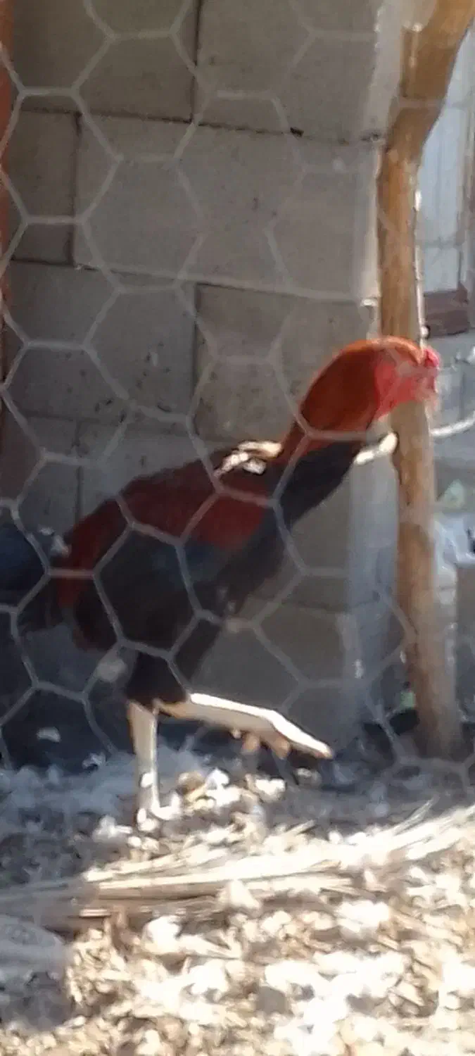 خروس چابهاری|حیوانات مزرعه|تخت, |دیوار