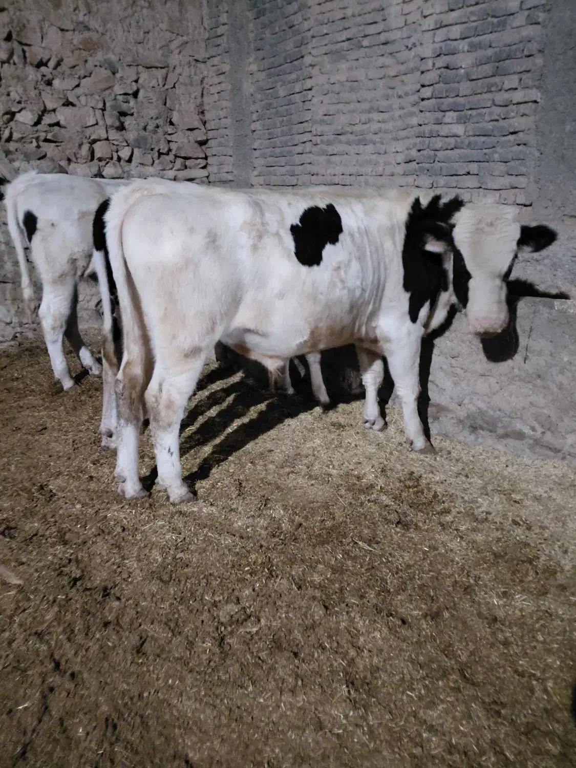 گوساله نر سیمینتال|حیوانات مزرعه|درمیان, |دیوار