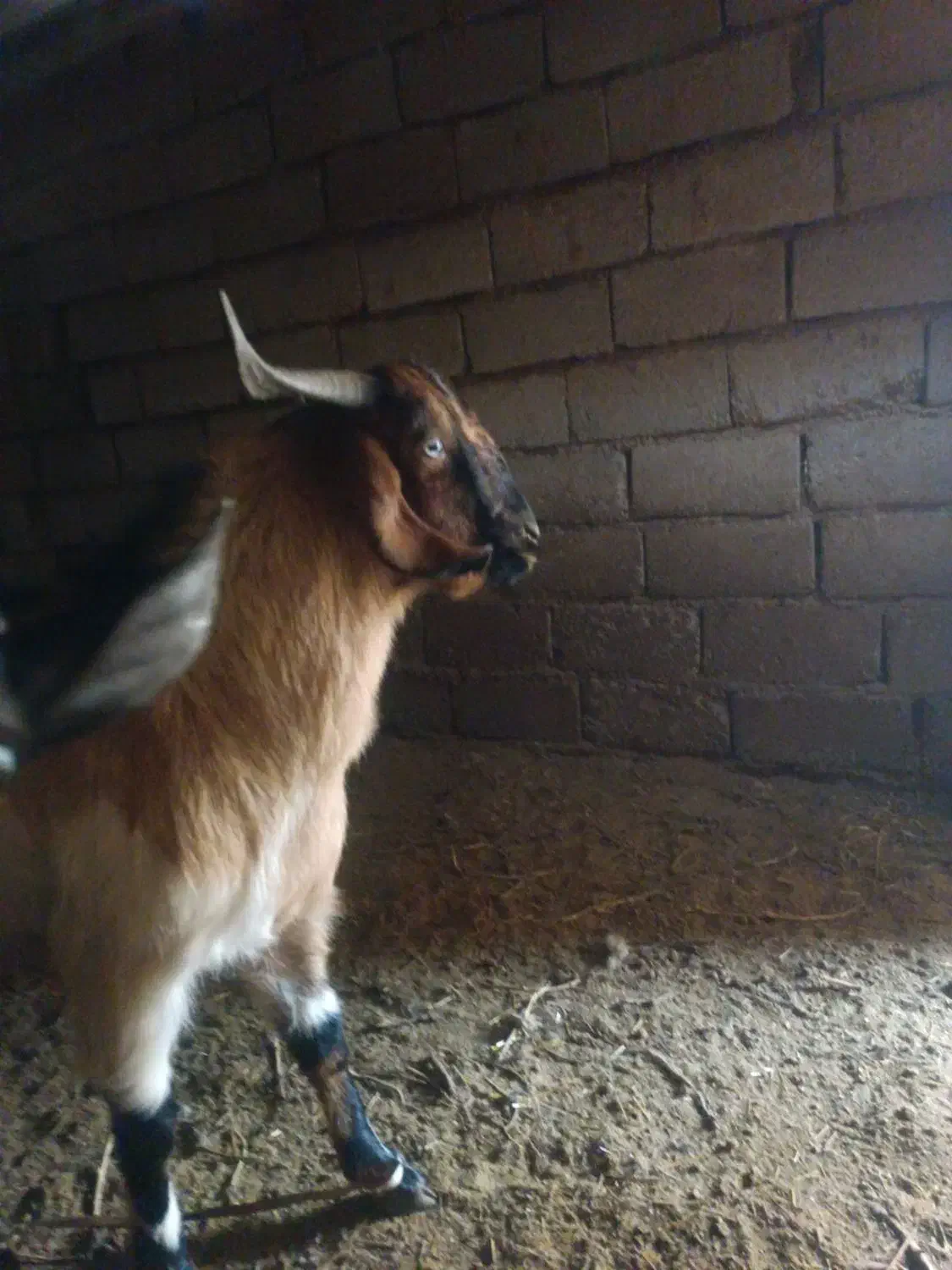 کره نر|حیوانات مزرعه|زرند, |دیوار