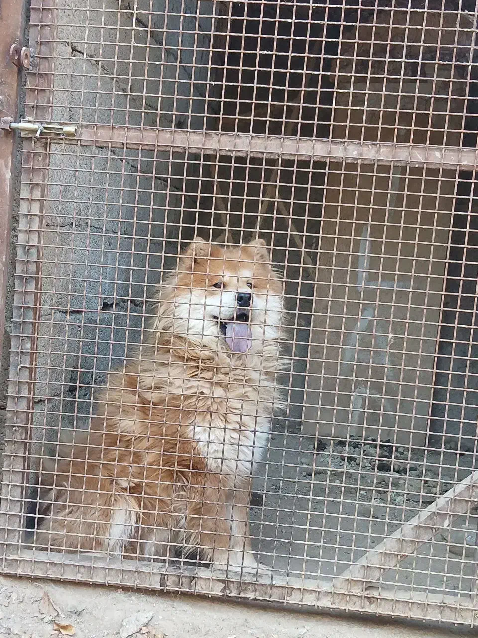 سگ چاو چاو|سگ|هشتگرد, تهران دشت|دیوار