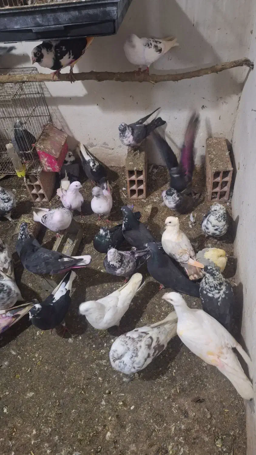 کبوتر پرشی ساعتی و زینتی بغدادی مسافتی|پرنده|بابل, |دیوار