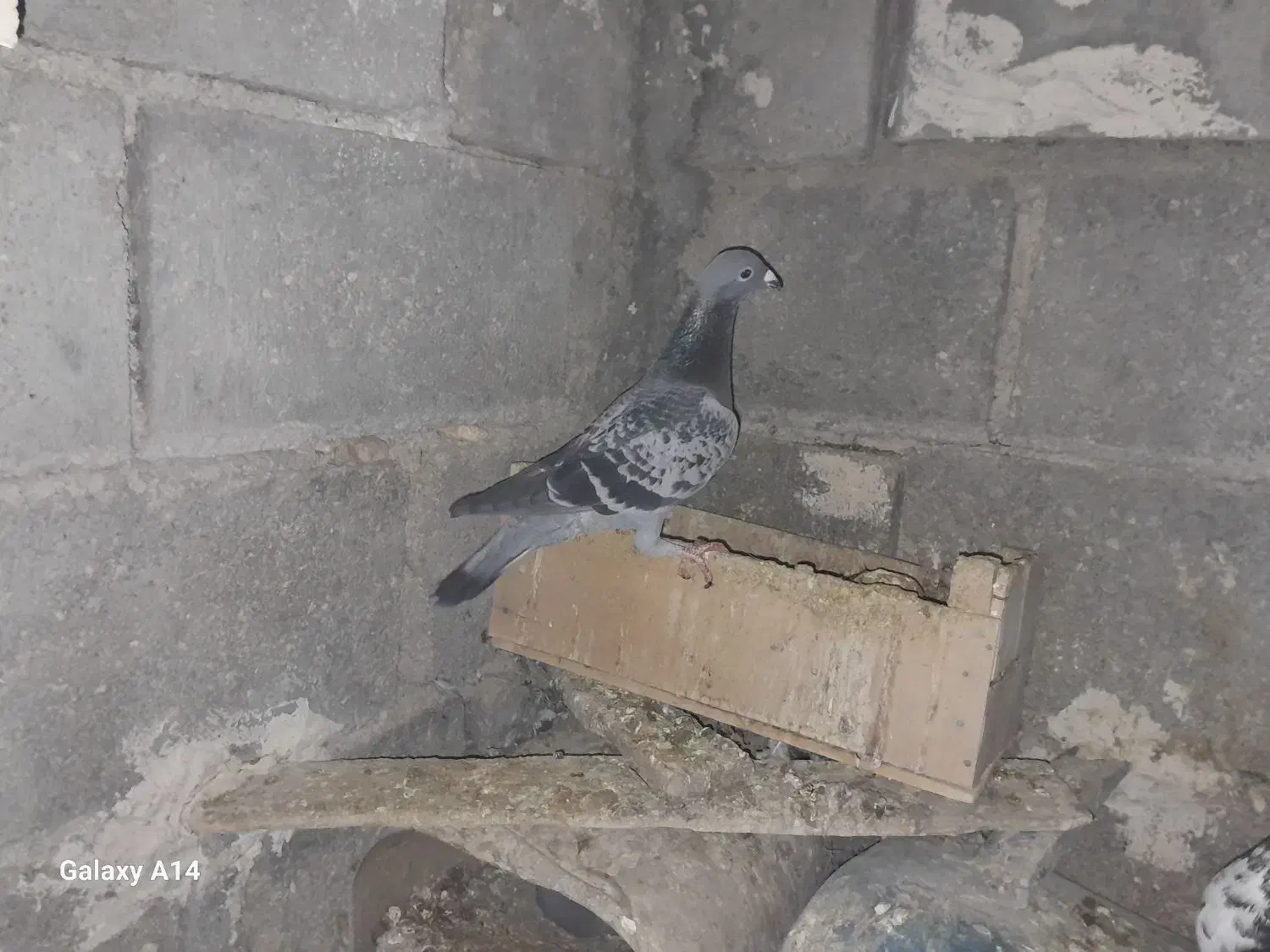 فروش|پرنده|کوه چنار, |دیوار