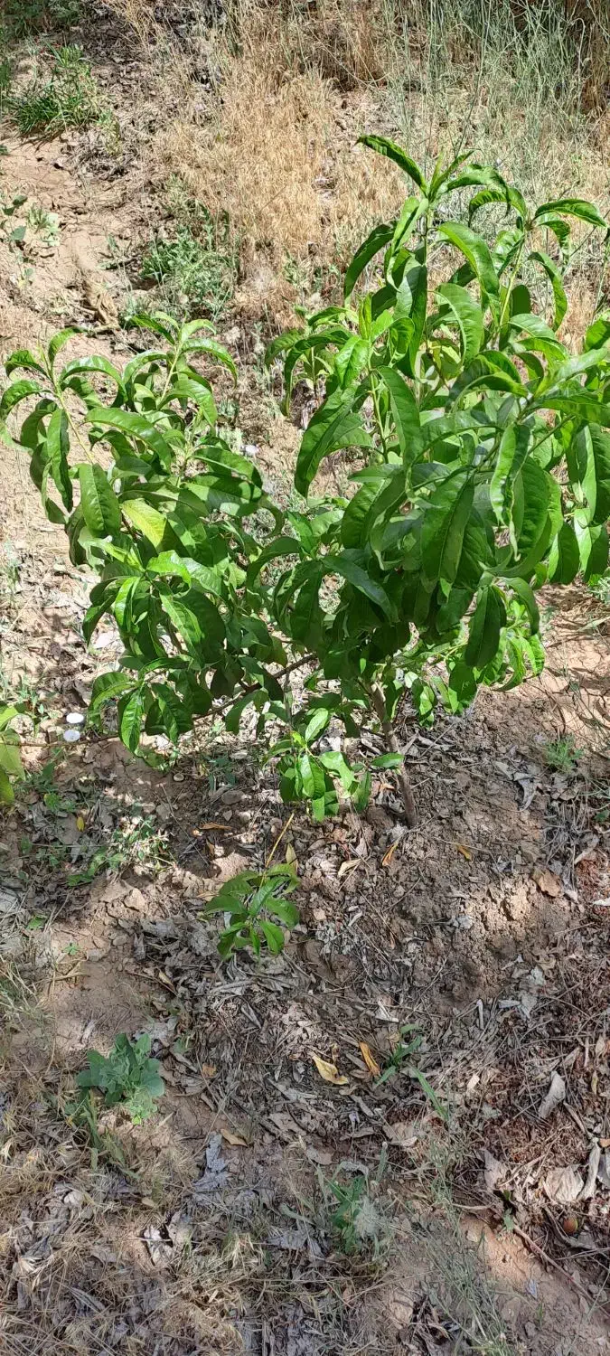 باغ دور دیوار۱۱۳۵|فروش دفتر صنعتی، کشاورزی، تجاری|دماوند, دماوند|دیوار