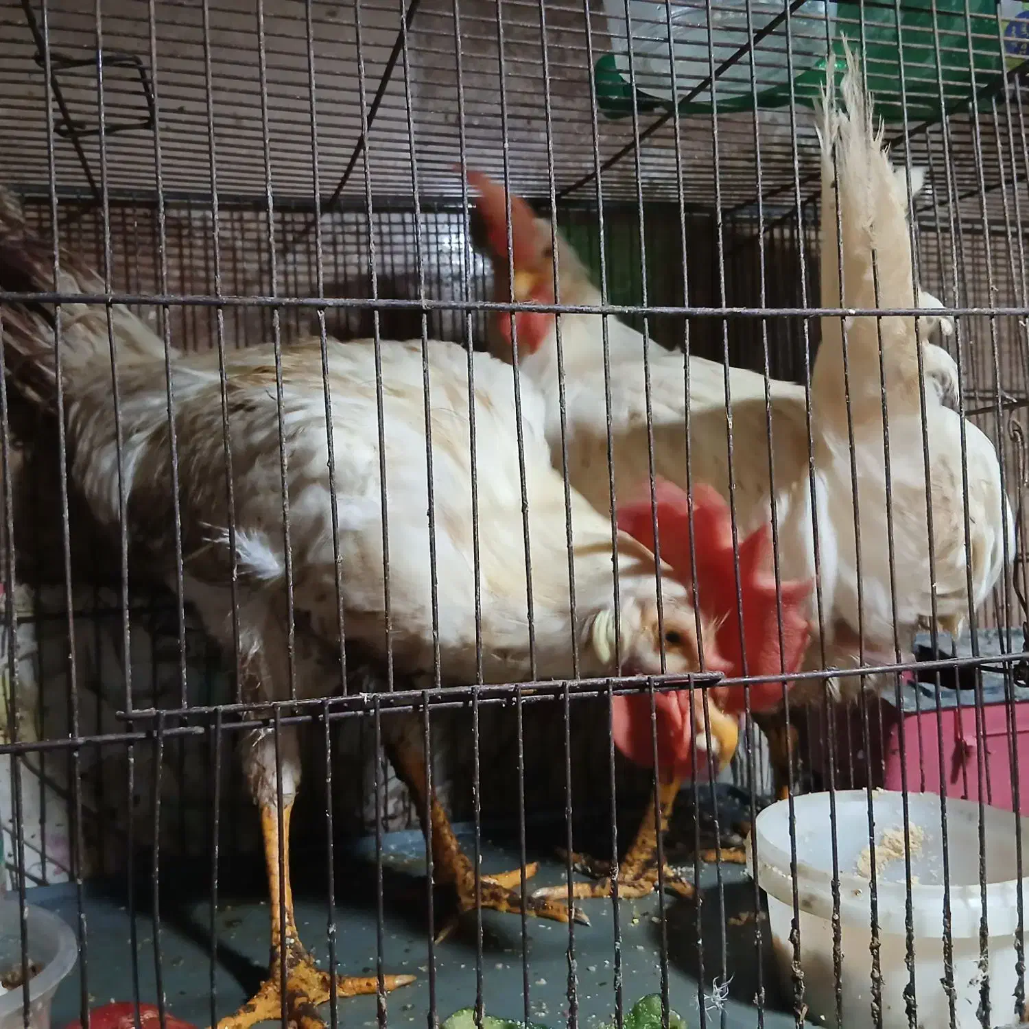 سلام فروش خروس کاملا اورگانیک|حیوانات مزرعه|شیراز, لاله|دیوار