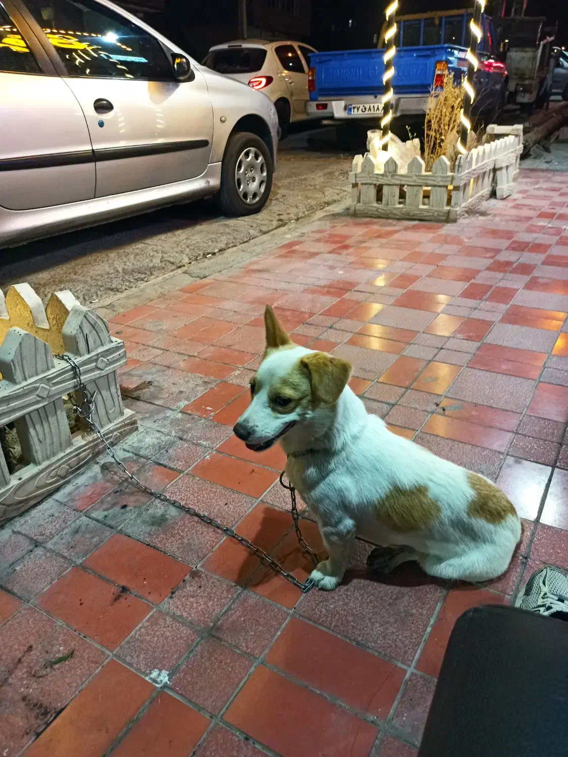 سگ گمشده|حیوانات|زنجان, |دیوار