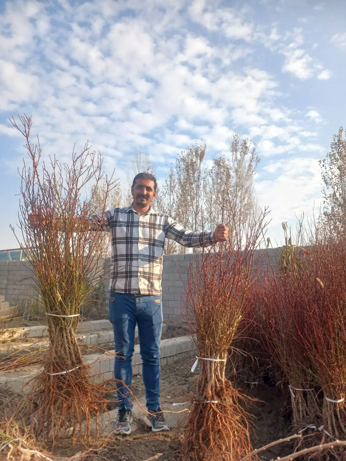 توزیع نهال پربار بادام مثمر|خدمات باغبانی و درختکاری|گناباد, |دیوار