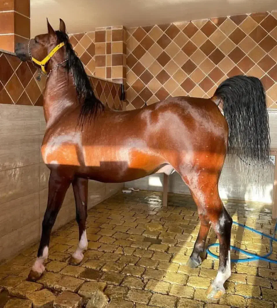 اسب|اسب و تجهیزات اسب‌سواری|زنجان, |دیوار