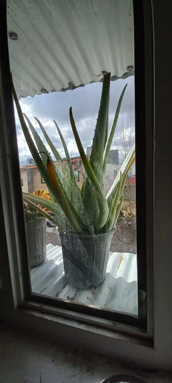 گل آلوورا پر|گل و گیاه طبیعی|رشت, جانبازان|دیوار