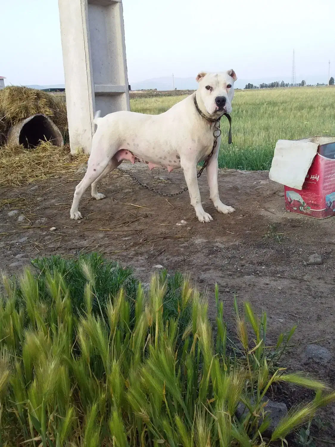 داگو آرژانتین اصل ماده بیست ماهه|سگ|مشگین شهر, |دیوار