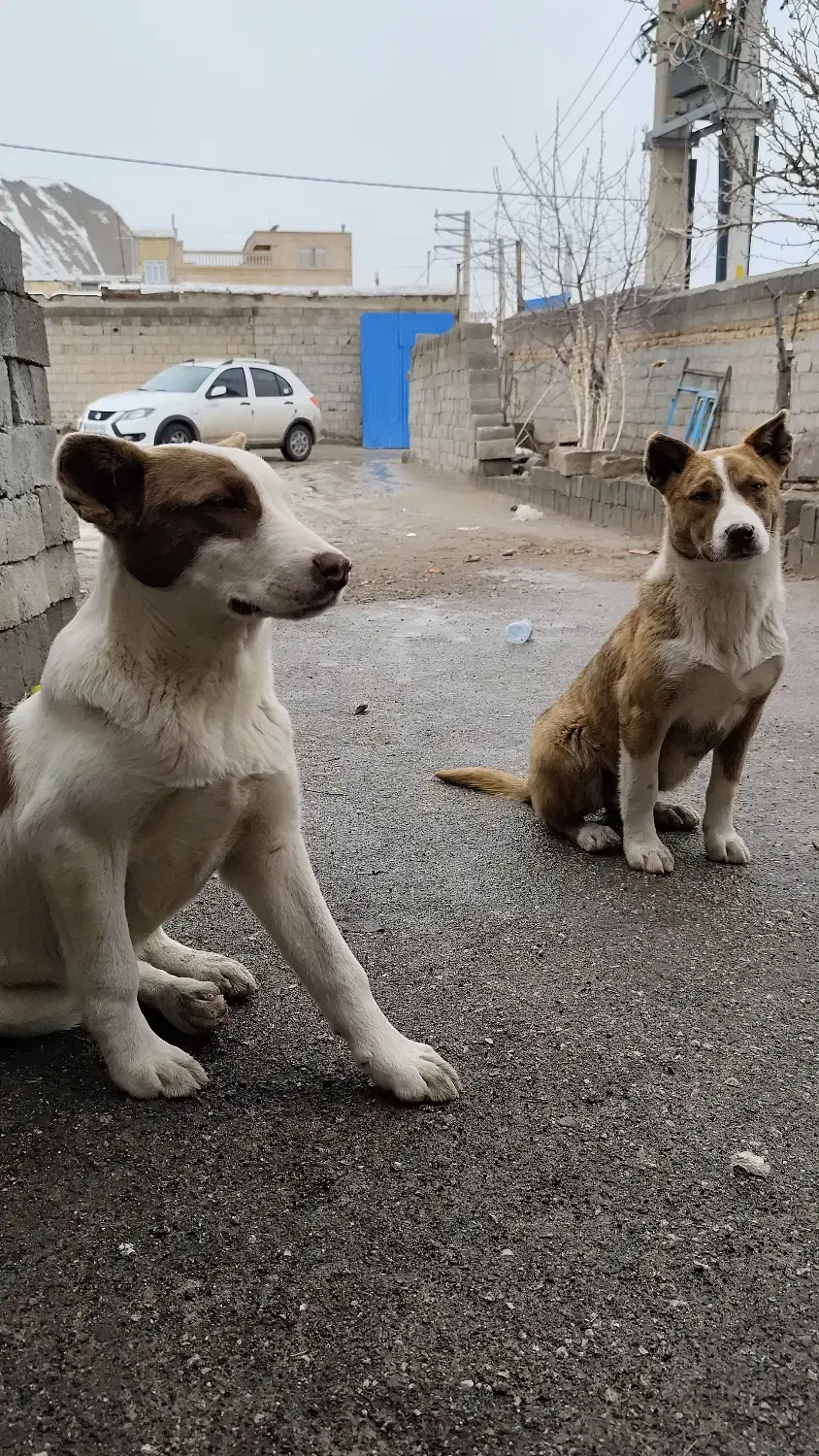 سگ پیت بول|سگ|هشترود, |دیوار