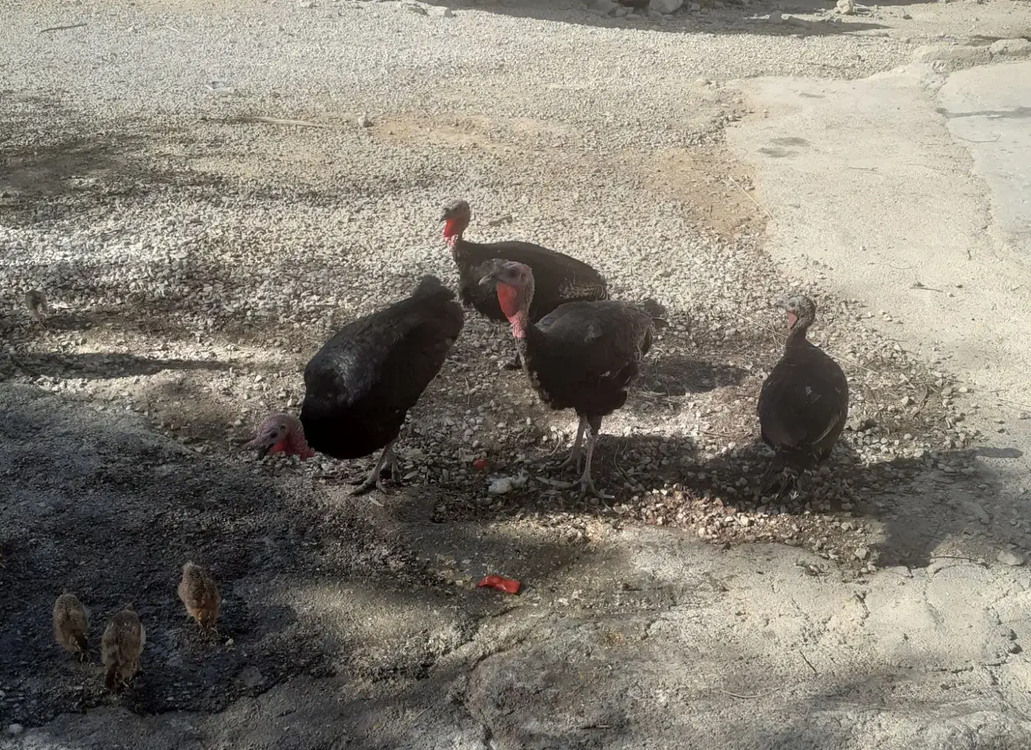 بوقلمون چاق وگوشتی فروشی|حیوانات مزرعه|لیکک, |دیوار