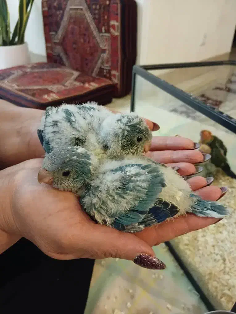 فروش طوطی راحب و خورشیدی سرلاکی درجه یک|پرنده|چالوس, |دیوار