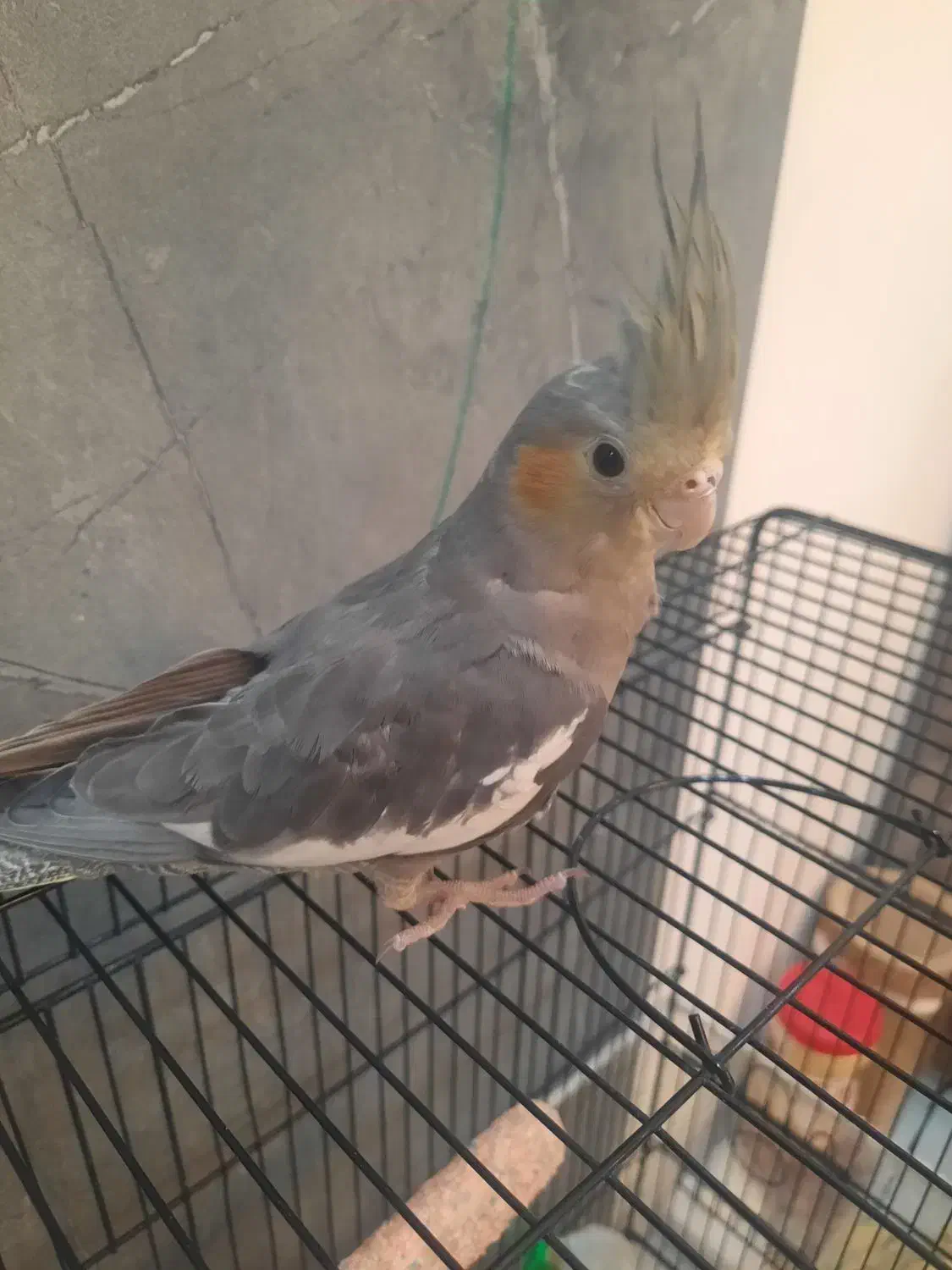 جوجه عروس هلندی ۲ ماهه ماده|پرنده|مشهد, رضاشهر|دیوار