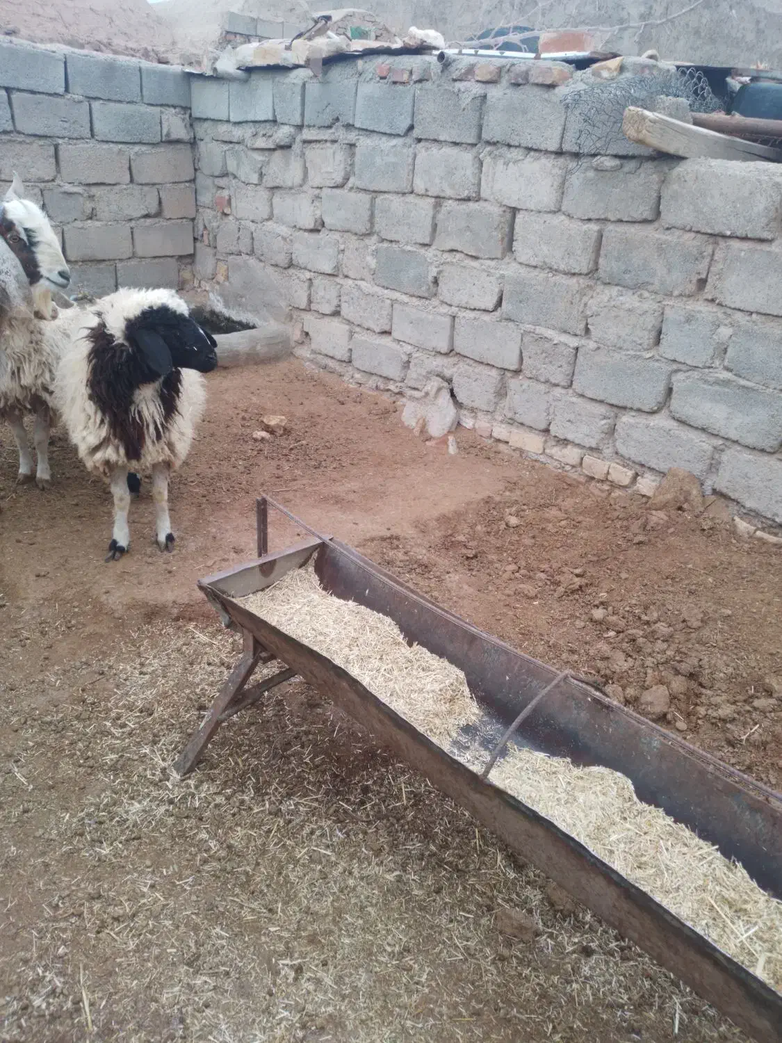 بره نر|حیوانات مزرعه|سده (خراسان جنوبی), |دیوار