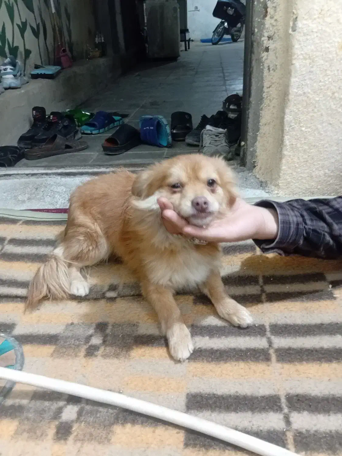 توله سگ|سگ|شیراز, شیشهگری|دیوار