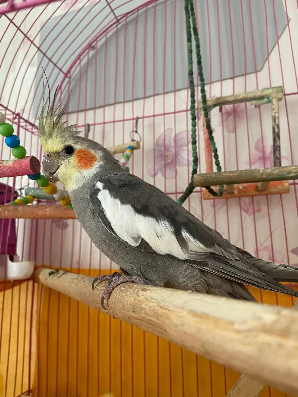 عروس هلندی سخنگو|پرنده|تبریز, |دیوار